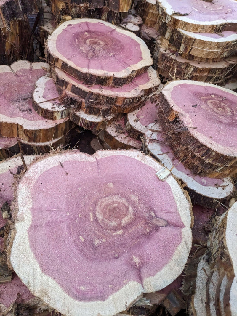 🌲 Red Cedar Cookies | 7–10” Round | 1” Thick | Live Edge Craft Wood Slices
