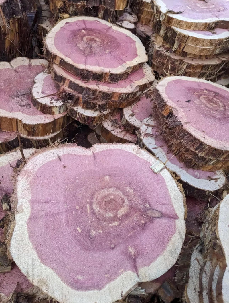 Rustic Red Cedar Wood Slices – Kiln-Dried Aromatic Logs for Crafts, Weddings & Home Décor