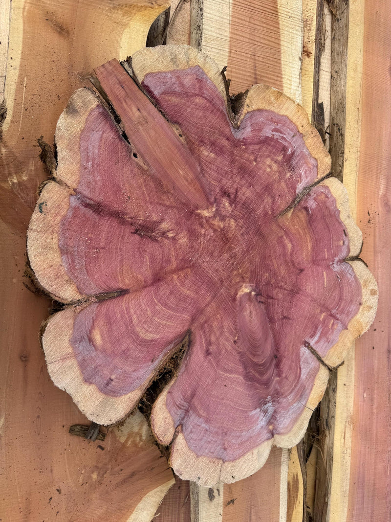 Rustic Red Cedar Wood Slices – Kiln-Dried Aromatic Logs for Crafts, Weddings & Home Décor